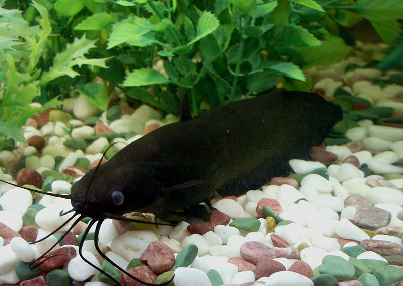 Heteropneustes_fossilis