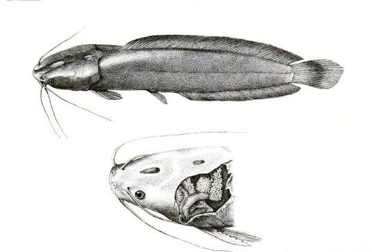 Clarias batrachus (Magur) – systematic classification of Clarias batrachus (Magur)/ digestive system/ circulatory system and economic importance of Clarias batrachus (Magur)